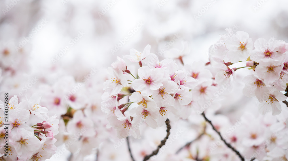 綺麗な春の満開の桜の花