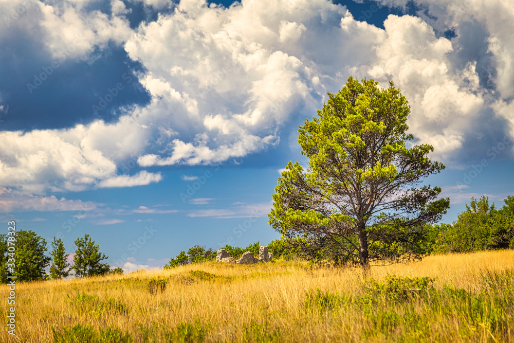 A landscape with a tree in the foreground, a seaside area around Privlaka village near Zadar town, Croatia, Europe.