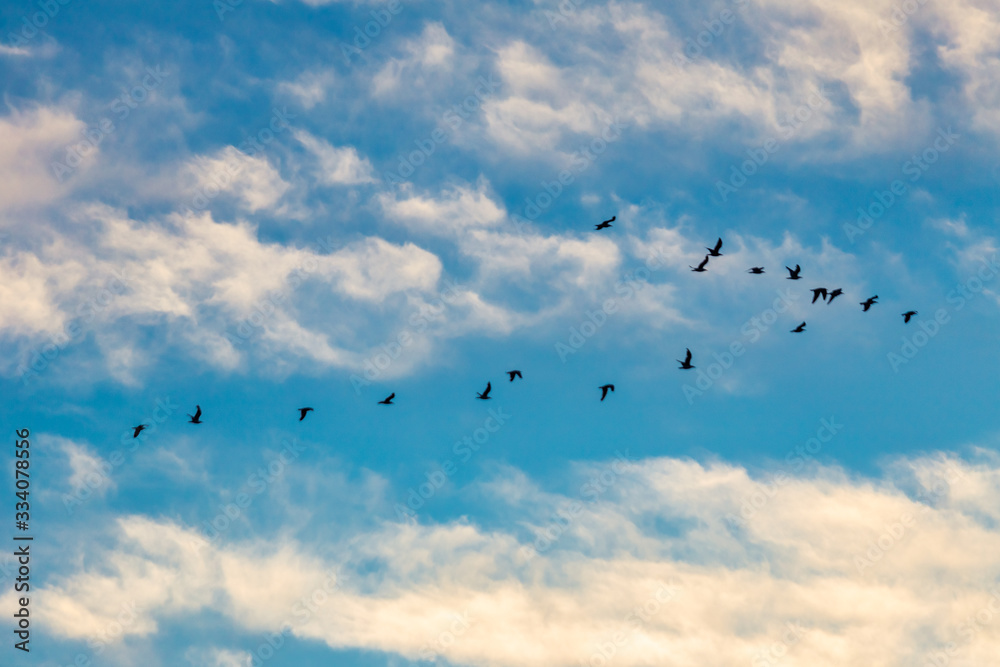 Flying birds in formation on blue sky with clouds. Flying birds in formation on blue sky with clouds.