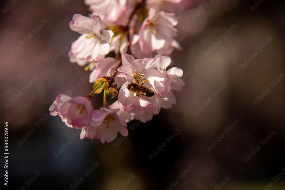 Fototapeta premium sakura