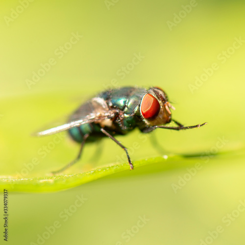 Green Bottle Fly also known as Lucilia sericata © Rob D