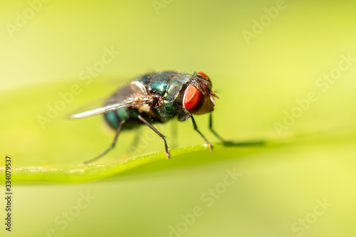 Green Bottle Fly also known as Lucilia sericata