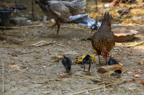 The fighting cock hen and baby chinken in garden at thailand photo