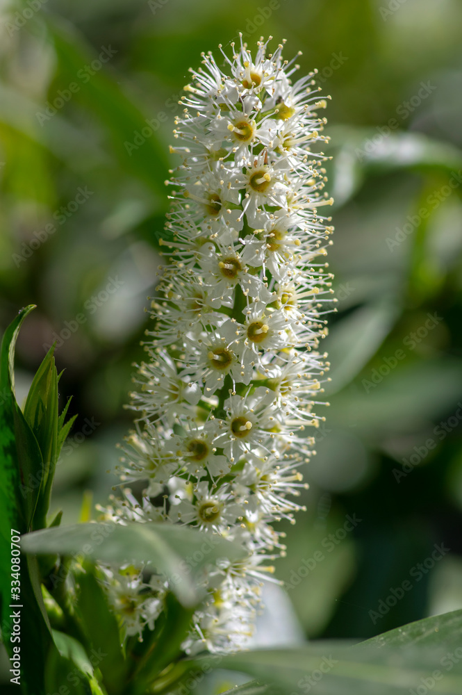 Naklejka premium Prunus laurocerasus common english laurel evergreen shrub in bloom, white flowering flowers