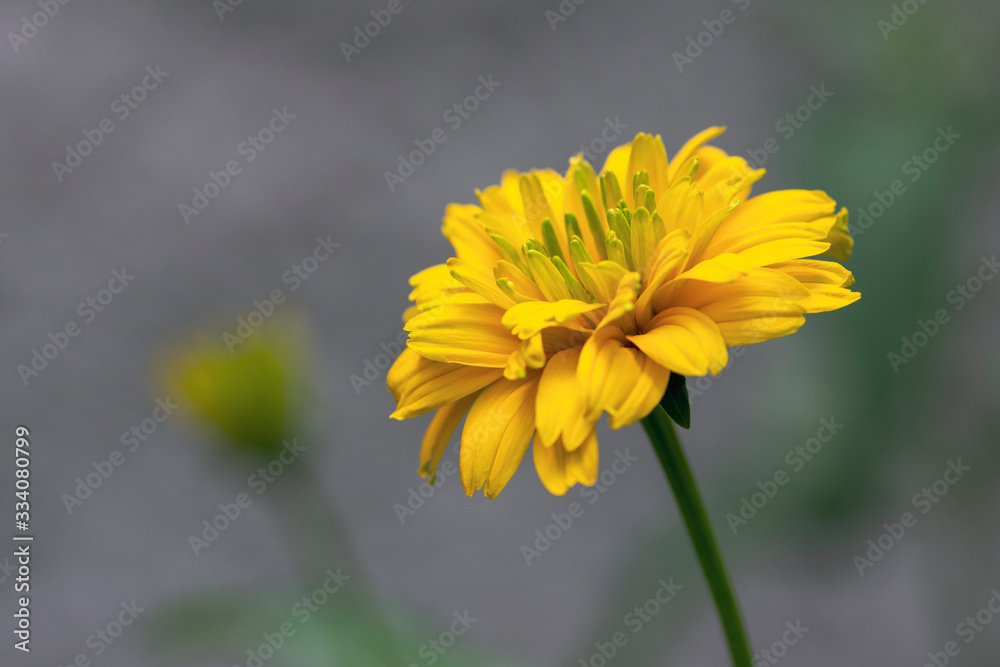 Fototapeta premium Heliopsis helianthoides double flower rought oxeye in bloom, yellow flowering flowers during summer in ornamental garden