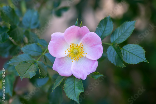 Dog rose Rosa canina light pink flowers in bloom on branches, beautiful wild flowering shrub photo
