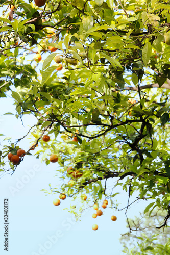 Ripe oranges hanging on a tree on a sunny day in Rome, Italy photo