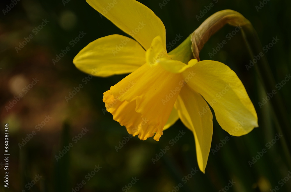 Photo of yellow flowers narcissus. Background Daffodil narcissus with yellow buds and green leaves. Photo of yellow flowers narcissus. Background Daffodil narcissus with yellow buds and green leaves.