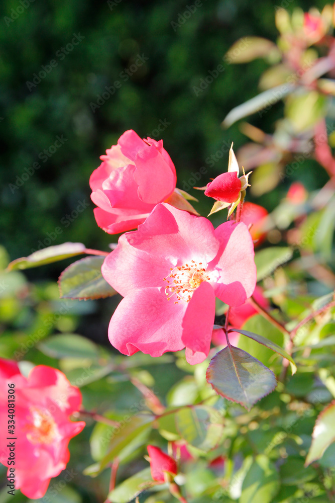 Red wild roses with the sunlight in sunny day near the Roman Forum, Rome Italy Red wild roses with the sunlight in sunny day near the Roman Forum, Rome Italy