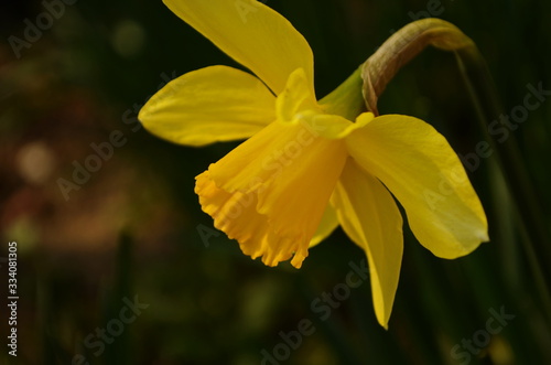 Photo of yellow flowers narcissus. Background Daffodil narcissus with yellow buds and green leaves. photo