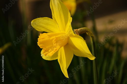 Photo of yellow flowers narcissus. Background Daffodil narcissus with yellow buds and green leaves. photo
