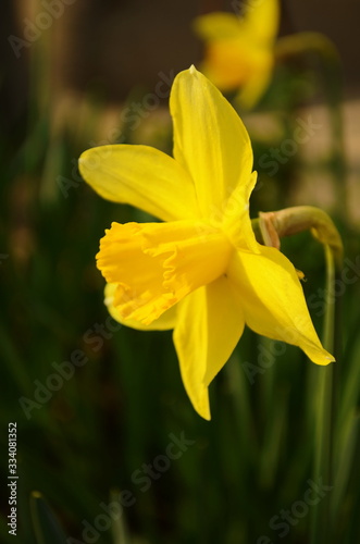 Photo of yellow flowers narcissus. Background Daffodil narcissus with yellow buds and green leaves. photo