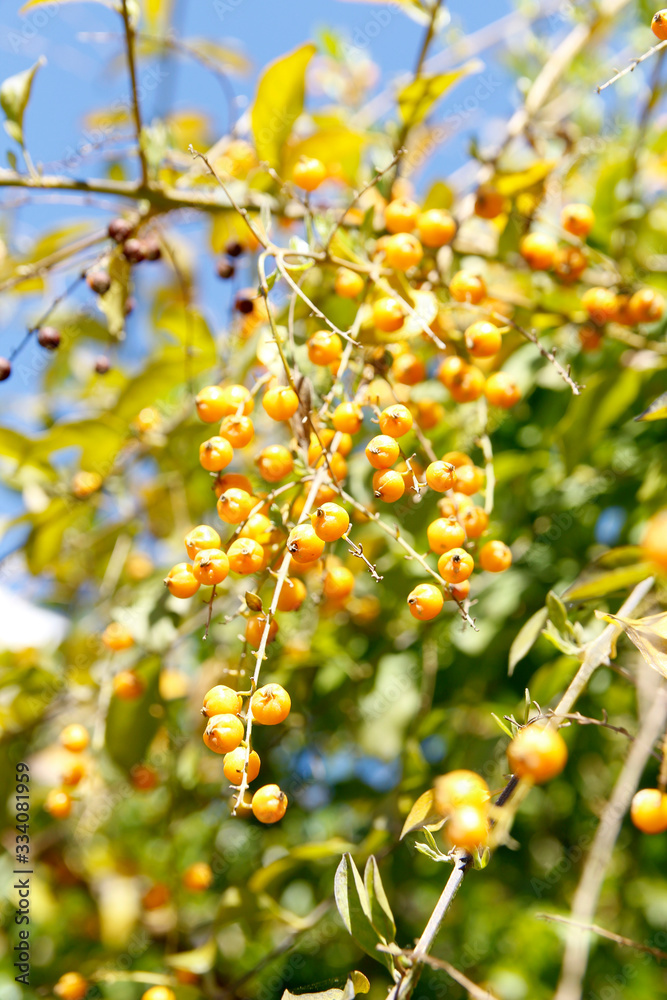 Naklejka premium Fruits of Duranta erecta (Golden dewdrop or Pigeon berry or Skyflower) on a sunny day in the Park Guell, Barcelona Spain