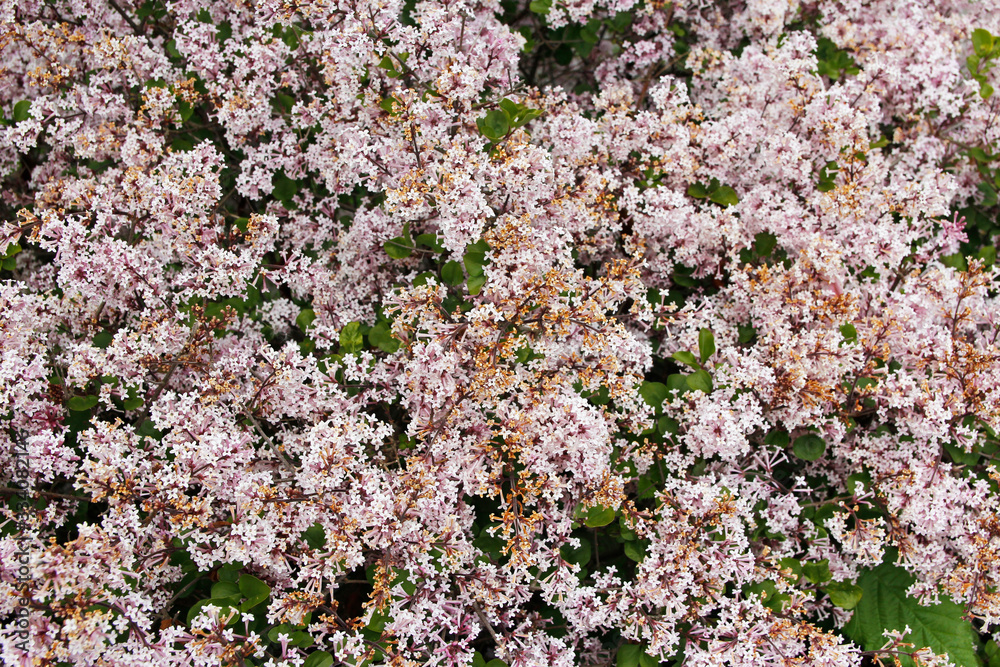 Beautiful blooming of small pink flower in spring Beautiful blooming of small pink flower in spring