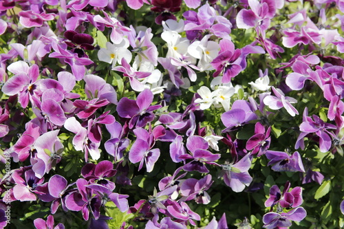 Beautiful blooming of purple pansy flowers in a sunny day in spring