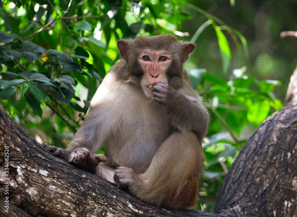 Monkeys eat in the park