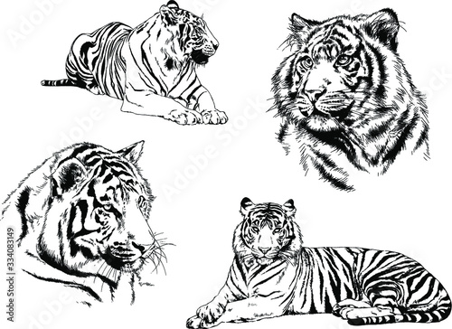 vector drawings sketches different predator   tigers lions cheetahs and leopards are drawn in ink by hand   objects with no background