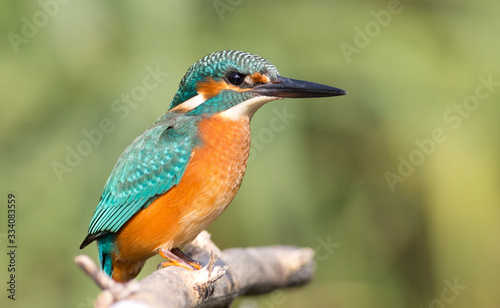 Kingfisher, Alcedo. Close-up portrait. Carefully peers into the distance