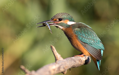Kingfisher, Alcedo. Successful fishing, fish in its beak