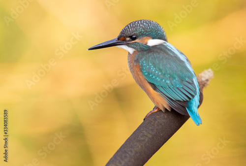 Kingfisher, Alcedo. Kingfisher sitting on a cattail