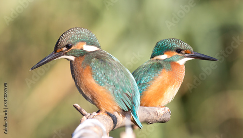 Kingfisher, Alcedo. Two young kingfishers peer into the river
