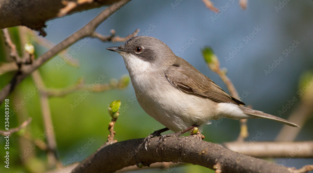 Lesser whitethroat, Sylvia curruca. Little songbird. Close-up, bird sits on a branch Lesser whitethroat, Sylvia curruca. Little songbird. Close-up, bird sits on a branch