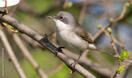 Lesser whitethroat, Sylvia curruca. Little songbird. Close-up, bird sits on a branch
