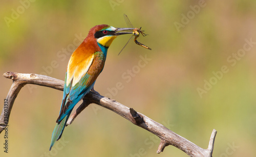 Bee-eater, Merops apiaster. Bird caught dragonfly