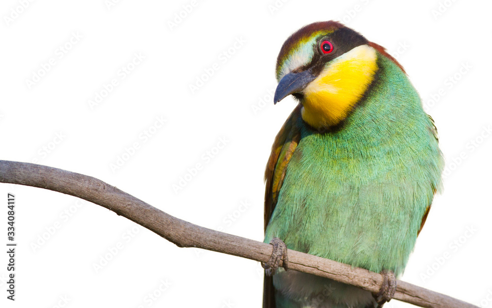 Naklejka premium Common bee-eater, European bee-eater, Merops apiaster