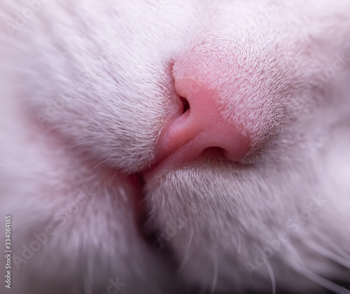 cat pink nose as background