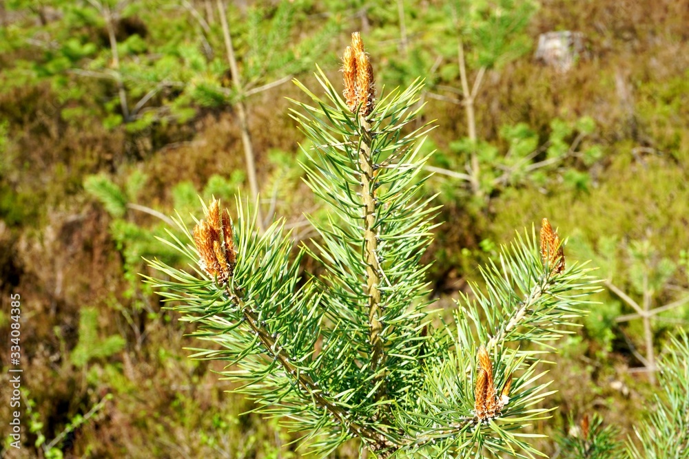 Pine tree blossoms buttons in close up in spring time. Pine tree blossoms buttons in close up Pine tree blossoms buttons in close up in spring time. Pine tree blossoms buttons in close up