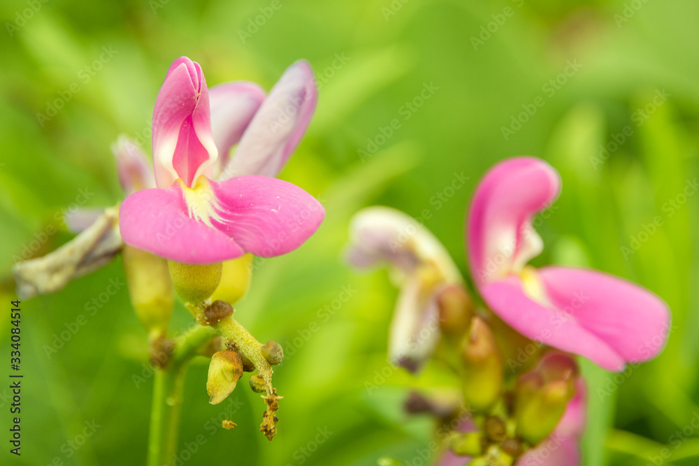Flowers on the beach Flowers on the beach