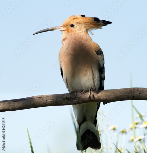 Hoopoe, Upupa epops. Shade of a tree on a bird. Flowers in the frame