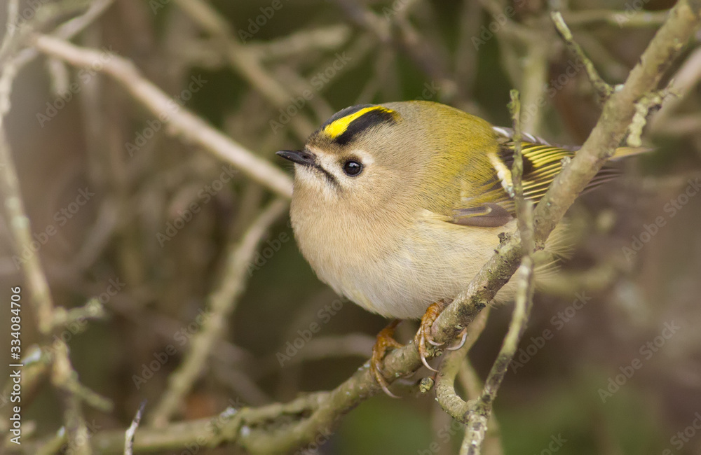 Goldcrest, Regulus regulus, golden-crested kinglet Goldcrest, Regulus regulus, golden-crested kinglet