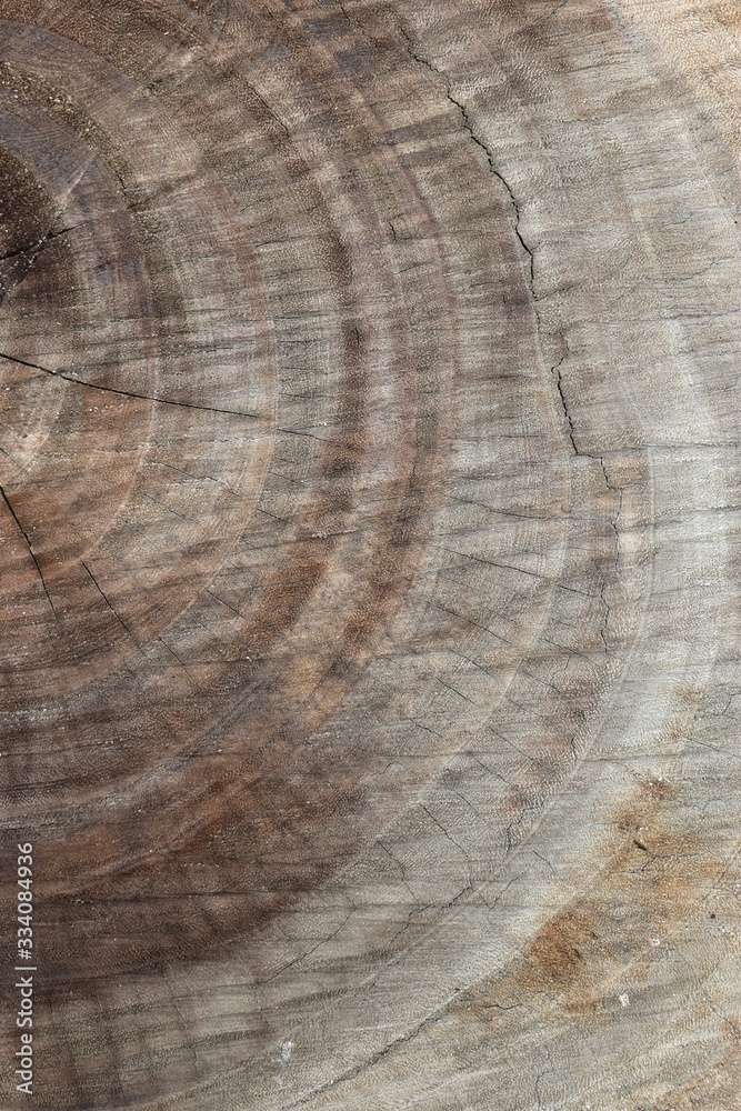 Naklejka premium brown wood lumber log texture background