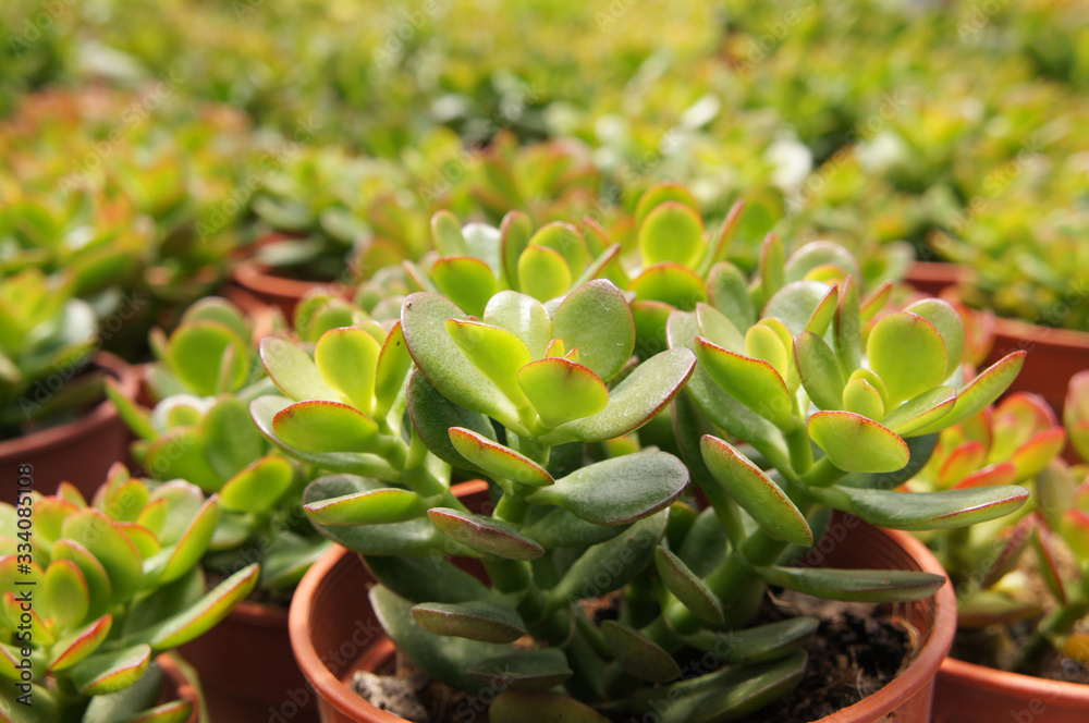 Obraz premium Crassula plants planted inside the plant nursery in Cameron Highland, Malaysia. Planted in small plastic pots for sale to customers. 