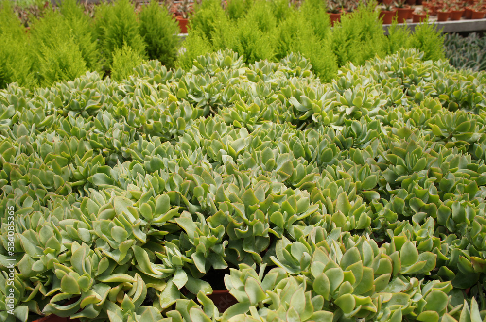 Crassula plants planted inside the plant nursery in Cameron Highland, Malaysia. Planted in small plastic pots for sale to customers. Crassula plants planted inside the plant nursery in Cameron Highland, Malaysia. Planted in small plastic pots for sale to customers.
