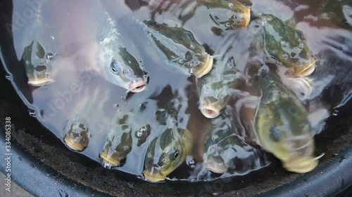 Alive fishes for sale, swimming in a bowl and coming up to surface of water. Footage shot from the top, Territy Bazar, Kolkata, West Bengal, India. photo