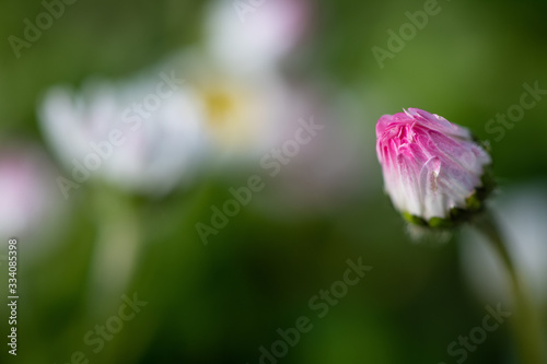 Daisies in spring in the garden