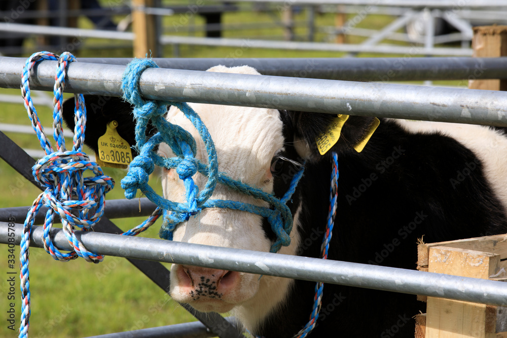 Orkney (Scotland), UK - August 05, 2018: A cow at annual agricultural shows, Orkney, Scotland, Highlands, United Kingdom