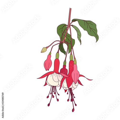 Fotografia, Obraz Detailed realistic fuchsia flower
