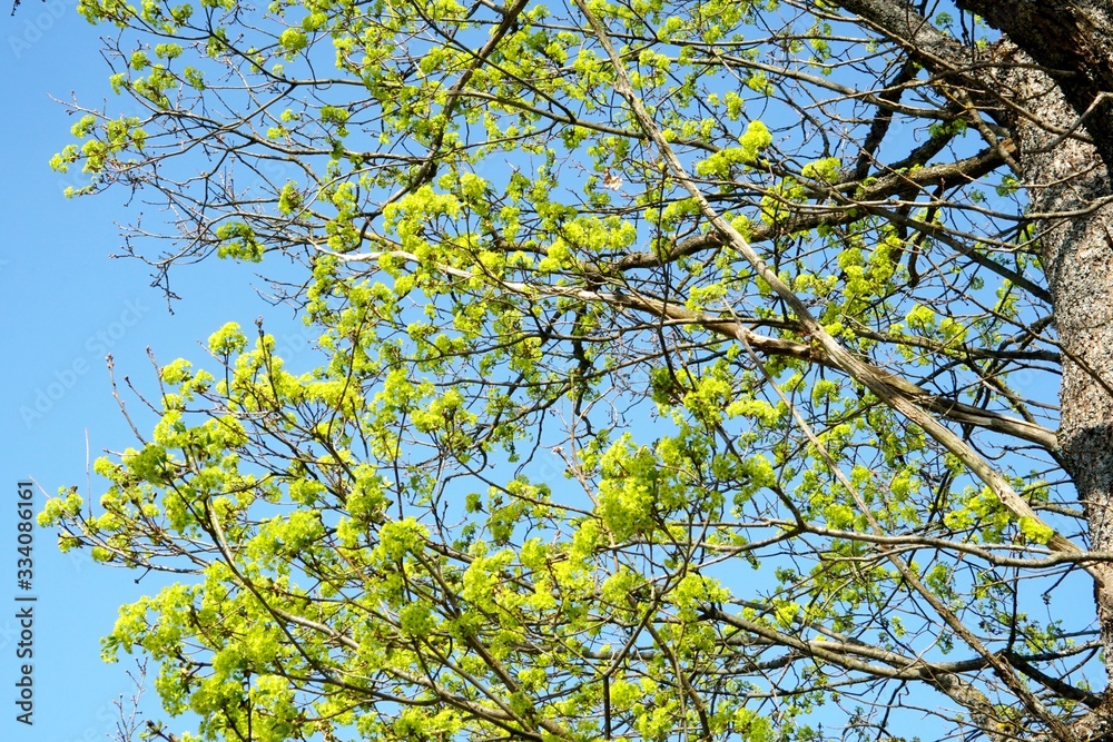 Obraz premium Maple Tree with green maple flowers on a blue sky background. Flowers of the maple tree. Blooming maple tree branches. 