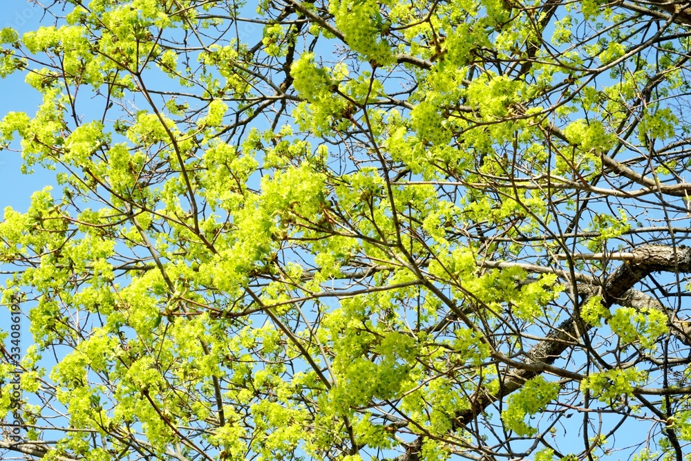 Maple Tree with green maple flowers on a blue sky background. Flowers of the maple tree. Blooming maple tree branches. Maple Tree with green maple flowers on a blue sky background. Flowers of the maple tree. Blooming maple tree branches.