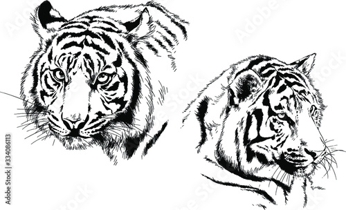 set of vector drawings on the theme of predators tigers are drawn by hand with ink tattoo logos