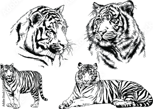 set of vector drawings on the theme of predators tigers are drawn by hand with ink tattoo logos