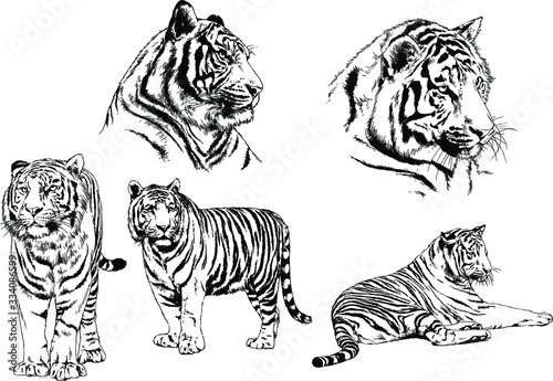set of vector drawings on the theme of predators tigers are drawn by hand with ink tattoo logos © evgo1977