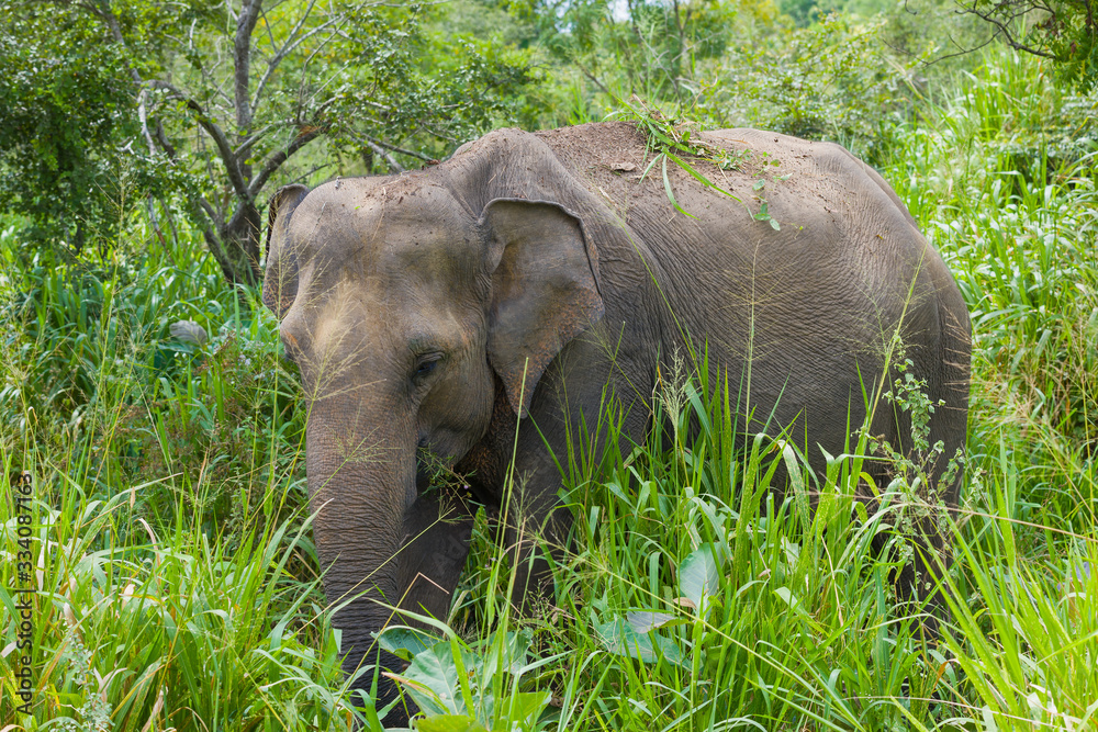 Fototapeta premium Wild Ceylon elephant in dense thickets. Sri Lanka.
