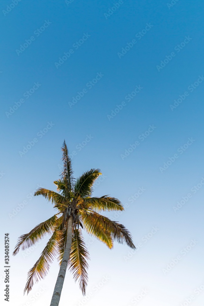 Fototapeta premium Plain palm