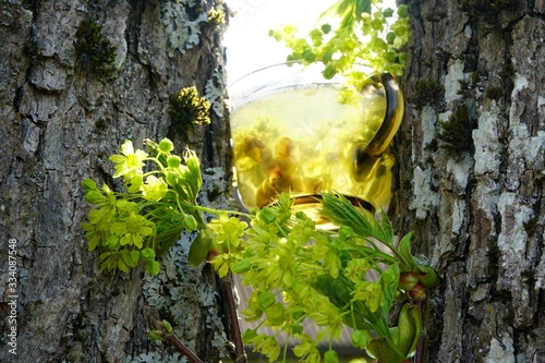 A glass of maple flower tea between two trunks of maple tree. 