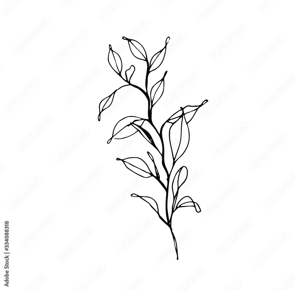 eucalyptus branch of a plant, isolated hand drawn element for logo design, pattern, invitation.